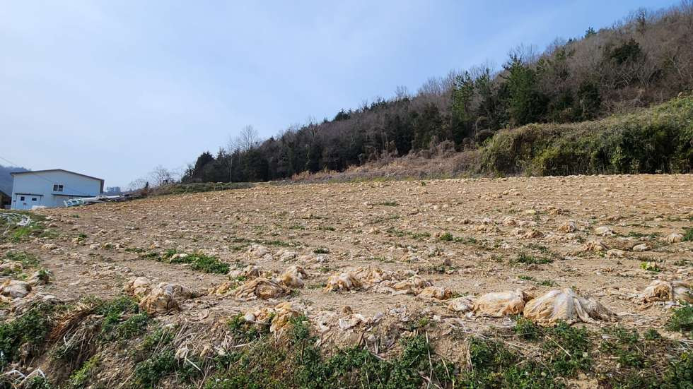 전남광주 진도군 군내면 월가리 경관좋은 고지대의 농장용지 매매 매물번호 10232 사진 2