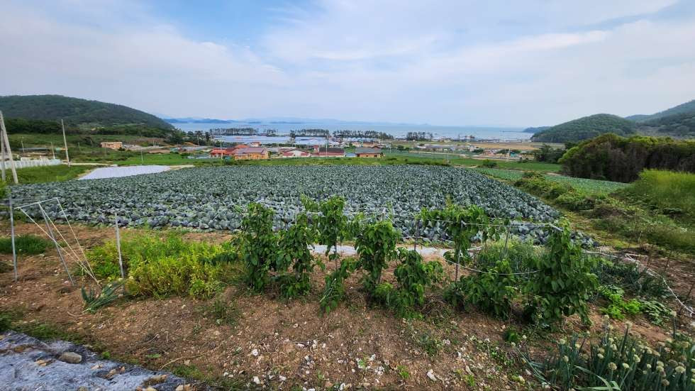 전남광주 진도군 고군면 향동리 전원주택+농장+민박 매매 매물번호 10245 사진 2