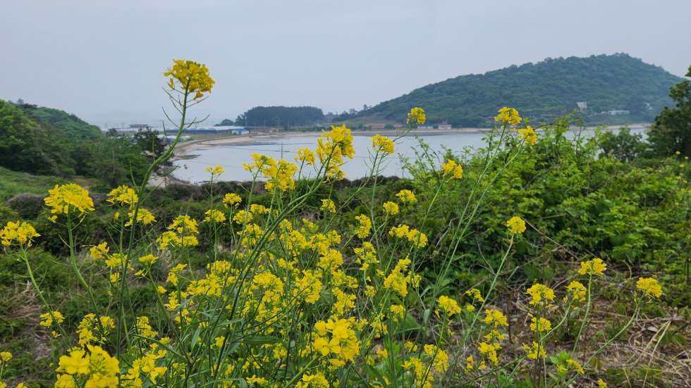 전남광주 진도군 고군면 원포리 해안도로에 접한 계획관리지역내 토지 매매 매매 매물번호 10330 사진 1