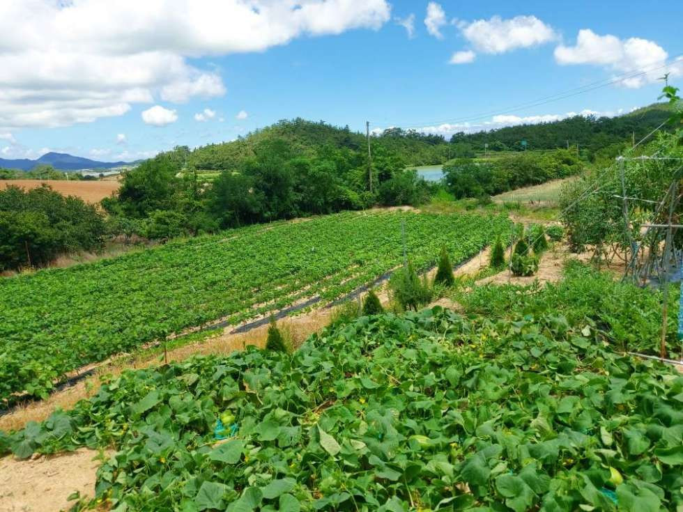 전남광주 진도군 군내면 녹진리 바다가 인근 전원주택(텃밭)매매(가격인하) 매매 매물번호 10394 사진 7