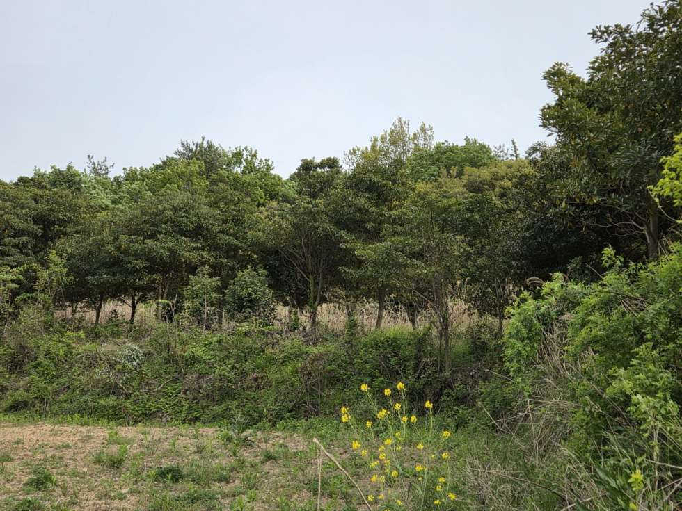 전남광주 진도군 의신면 만길리 후박나무(10년생)삭재된 밭 매매! 매매 매물번호 10490 사진 1