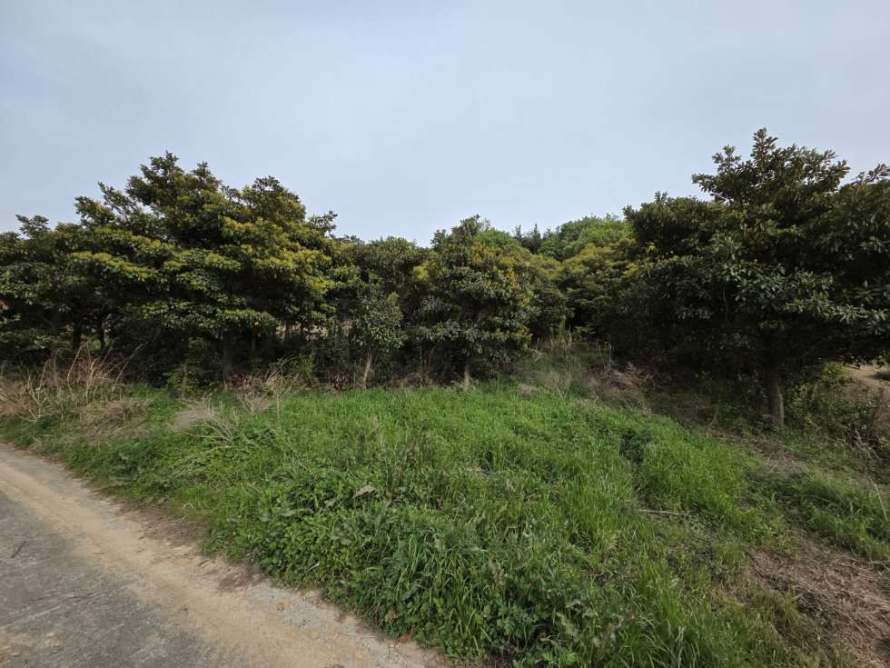 전남광주 진도군 의신면 만길리 후박나무(10년생)삭재된 밭 매매! 매매 매물번호 10490 사진 2