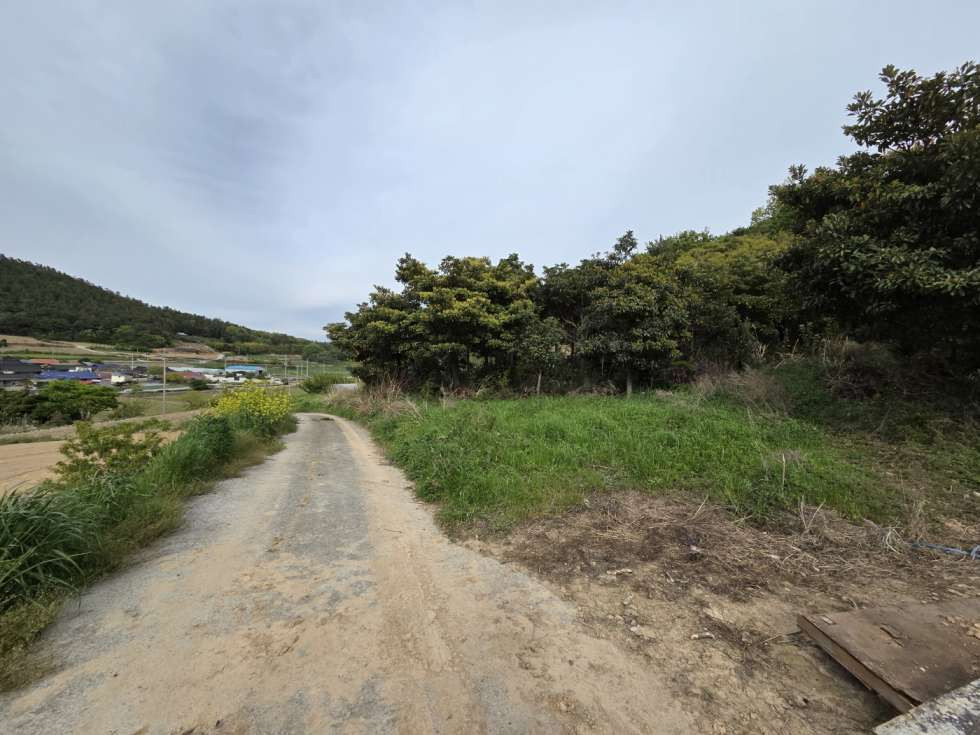 전남광주 진도군 의신면 만길리 후박나무(10년생)삭재된 밭 매매! 매매 매물번호 10490 사진 3